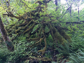 Mass of mossy maples