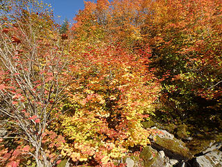 Maples in their fall colors.