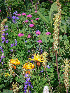 Spirea, lupine, tiger lily, brackted lousewort, lupine