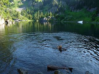 Gus and swim #1 of the day at Lillian Lake
