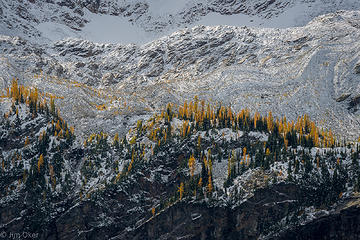 Larch Snow and Rock-