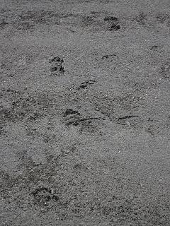Cat tracks at Choral Lake