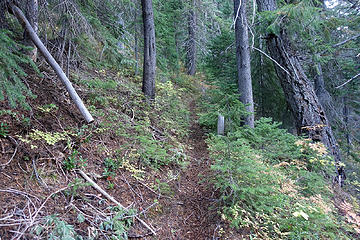 The Jimmy Creek had than "Woodsy" feel until the steep upper end then it was a rutted, rocky mess to Cougar summit.