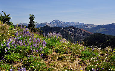 Alpine blooms and Mount Stuart