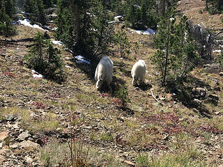 More mountain goats