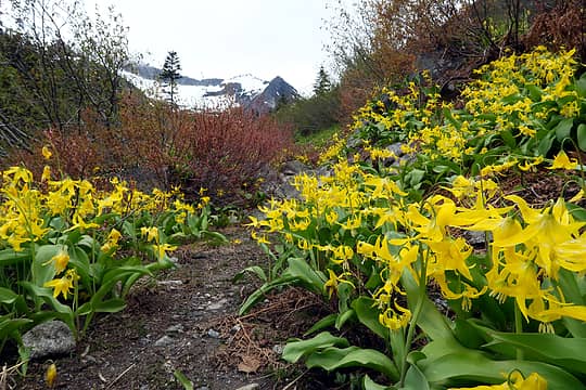 Glacier lilies were the main attraction along the Boulder Creek trail