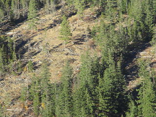 in the clearing in this image, in 2011 an [url=https://www.youtube.com/watch?v=mYSOD4lxQxo]observer videotaped[/url] what I think is a grizzly. The grizzled shoulder hair isn't conclusive, but note the shoulder hump. What do you think?