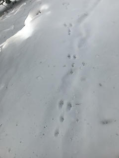 Snow Shoe Hare tracks