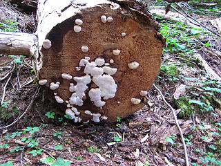 Log fungus