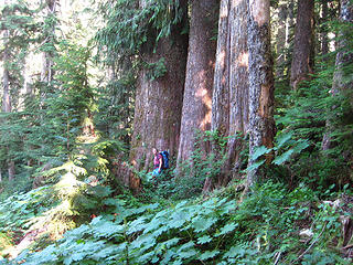 Stefan checking out the big cedars near the beginning of the trail