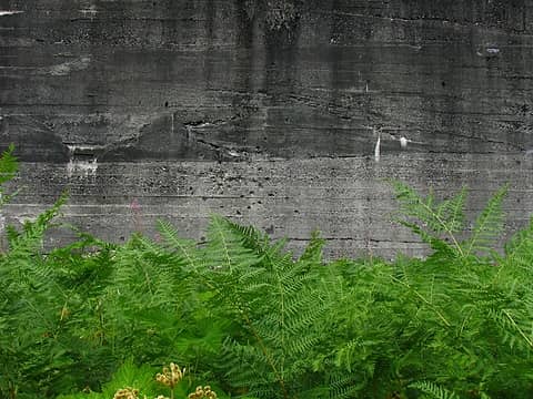 Snowshed back wall with greenery
