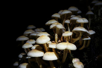 Some mushrooms glowing in the dark