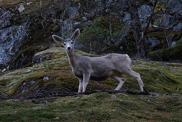 Deer (Diablo Lake Trail)