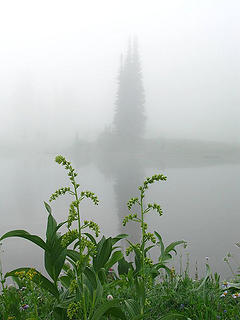 Tipsoo Lake foggy reflection