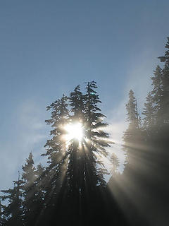 Sun rays shinning through the tree