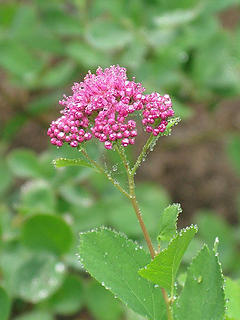 Rosy Spirea, look at me with all the names! I finally got a wildflower brochure..