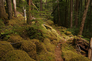 Trail along the Grey Wolf River, Olympic National Park, Washington.