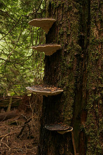 Mushrooms along the Grey Wolf River, Olympic National Park, Washington.