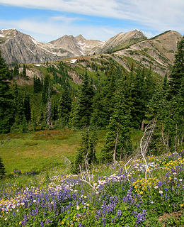 Wild flowers on the Three Fools Trail, Pasayten Wilderness, Washington