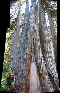 Tanner and the massive six-trunked evergreen.   Dosewallips River Valley, Olympic National Park, Washington.