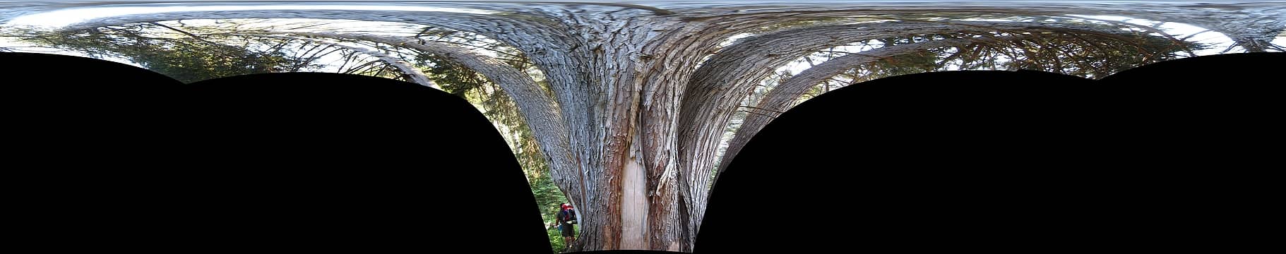 Abstract of Tanner and the massive six-trunked evergreen.   Dosewallips River Valley, Olympic National Park, Washington.