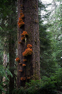 Fungus along the Gothic Basin trail