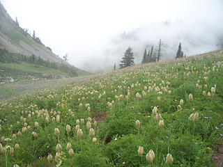 Pasqueflowers at Cispus drainage