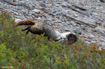 Marmot running because he knows I'm hungry