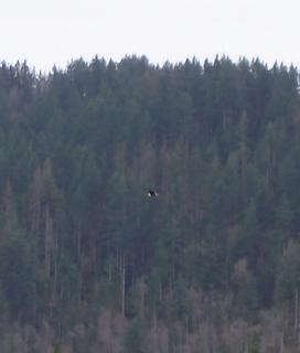 Fuzzy picture of a blad eagle over Tradition Lake