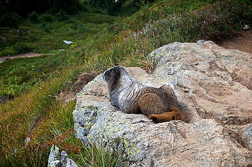 The marmot abides.
