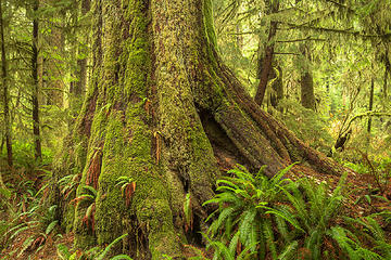 Carmanah Walbran Provincial Park 
-Vancouver Island, Canada Portfolio: <a href="http://www.lucascometto.com" target="_blank">www.lucascometto.com</a>