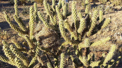 Nests in the cholla