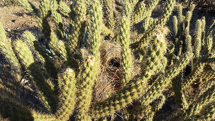 Nests in the cholla