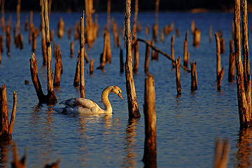8- A swan at Manasquan
