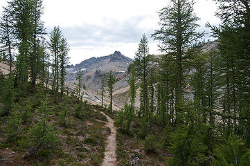 Larch in the Lower Ice Lake area.