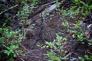 Camouflaged grouse.