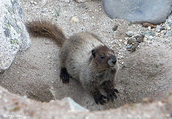 Marmot hole