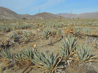 Lots of agave
