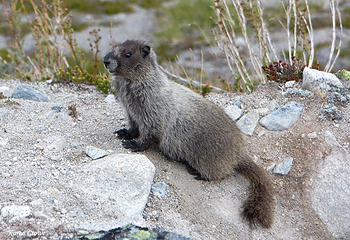 Baby marmot