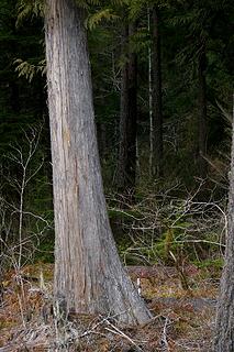 Cedar trunk