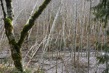 doghair of alders in river slough