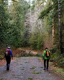 Hikers walk the Suiattle River Road with white Alder trees ahead of them