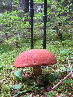Giant Mushroom, Long Canyon Trail, Selkirk Mountains, North Idaho.