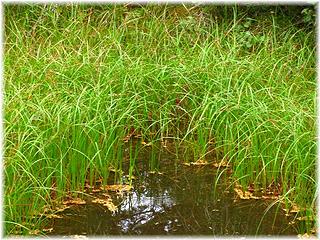 Pond Grass at Schreibers
