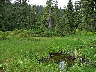 The Bald Mountain trail passes through several pleasant meadows, some with established campsites.
