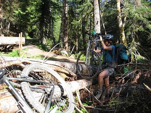 navigating through the downed trees