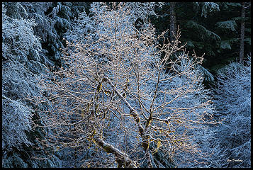 Frosty Tree, Mt. Loop