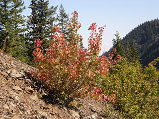 Some fall color on Marmot Pass trail near point of entering woods for good on way down.