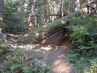 Big tree across trail. Easily go under or around to left.