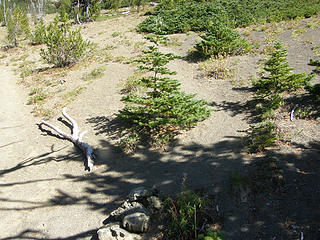 Spur to Buckhorn just north of Marmot Pass.